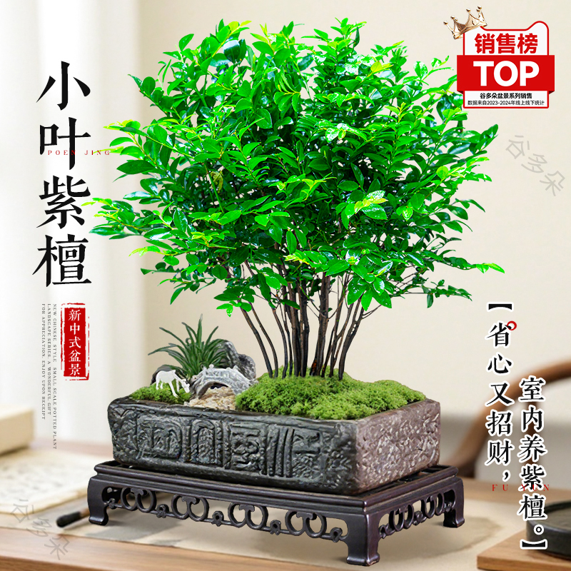 丛林小叶紫檀盆栽办公室内新中式盆景绿植好养活送礼植物四季常青
