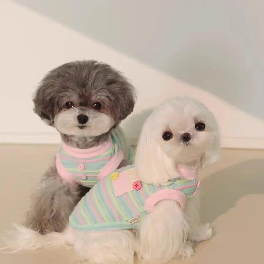 防掉春秋猫咪衣服狗狗夏季春夏裙子新款服装宠物新薄款小型彩条热