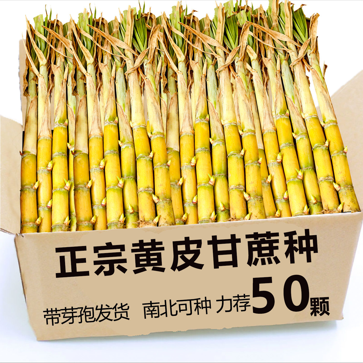 正宗广西水果黄金甘蔗节苗种甜杆黑皮南北方四季种植黄皮甘蔗种子