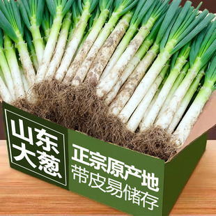 山东大葱现挖正宗新鲜带皮非章丘甜葱铁杆甜嫩葱现挖蘸酱蔬菜5斤