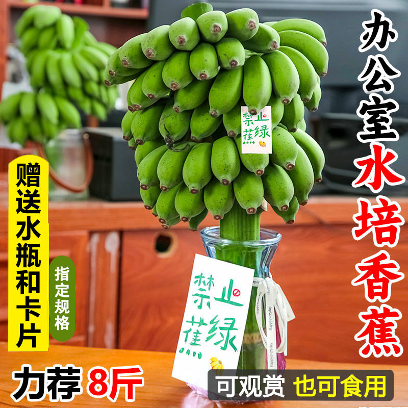 水培香蕉花禁止蕉虑现切插花拒绝蕉绿桌面绿植办公室菠萝凤梨芭蕉
