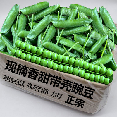 现摘青皮豌豆2斤，香甜好吃！