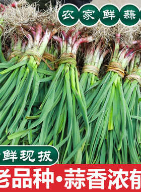 新鲜大蒜苗老品种自种紫皮蒜苗青皮蒜苗叶红根大蒜苗产地直发