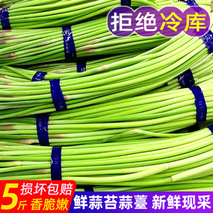 现货蒜苔新鲜5斤农家蔬菜河南红帽蒜毫蒜薹蒜台露天农家自种当季
