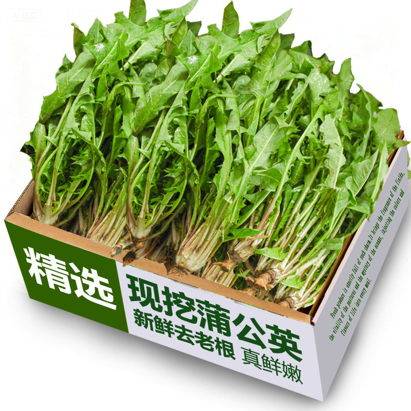 现挖蒲公英新鲜山野菜婆婆丁花嫩叶草苗东北蘸酱菜野生整箱4斤装