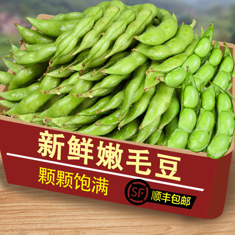 【露天现摘】苏北农家新鲜嫩毛豆带壳现摘现发毛豆青毛豆带壳豆荚