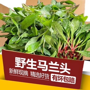 野生马兰头新鲜现摘发货山坡菜马兰头绿色鸡儿肠当季时令野菜