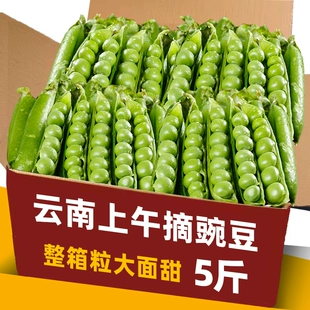 包邮 2022豌豆新鲜云南带壳青豆角粒农家蔬菜水果甜豆荚嫩当季 整箱