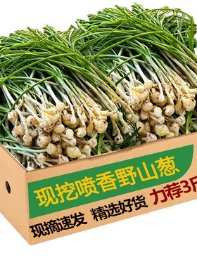 2025野葱新鲜现挖胡葱沙葱野菜带叶带须野农家非藠头野菜5斤包邮