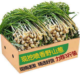2025野葱新鲜现挖胡葱沙葱野菜带叶带须野农家非藠头野菜5斤 包邮