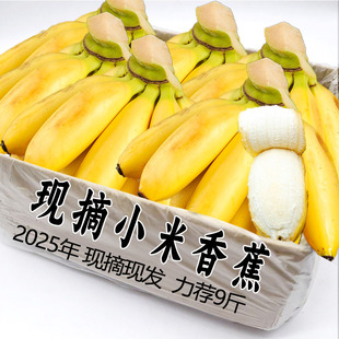 2025现摘广西小米蕉当季 新鲜水果整箱自然熟banana苹果蕉香蕉粉蕉