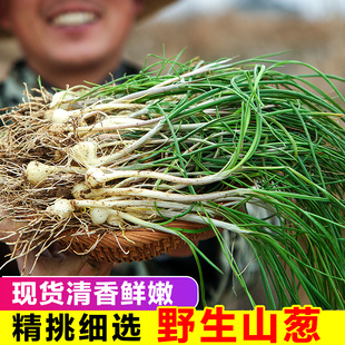 野葱新鲜现挖野生胡葱沙葱野菜带叶带须野农家整箱非藠头野菜 包邮