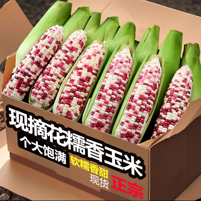 2025新鲜花糯玉米现摘当季整箱甜玉米棒子苞谷粒水果玉米蔬菜现摘,水产肉类/新鲜蔬果/熟食,新鲜玉米,淘宝优惠券,粉丝福利购,淘宝优惠卷