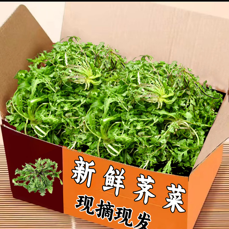 正宗荠菜江苏包邮力推4斤