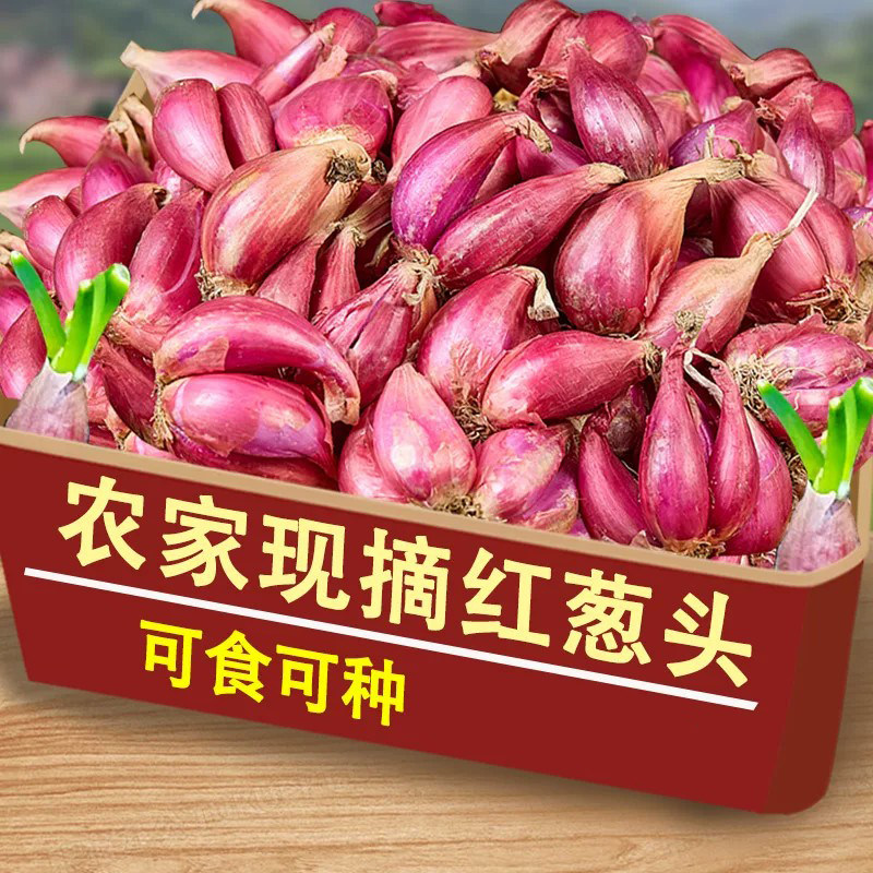 广西正宗红葱头5斤红皮干香葱头种子食用香料新鲜农家红葱头包邮