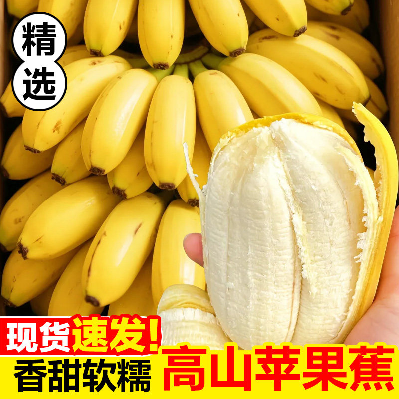 正宗苹果蕉粉蕉现摘香蕉新鲜水果苹果自然熟应当季小米芭蕉香焦甜