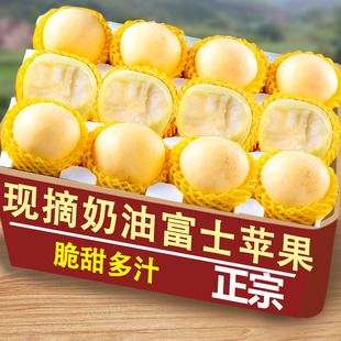 时令斤鲜果 包邮 山东烟台黄金奶油富士苹果当季 正宗奶油苹果整箱