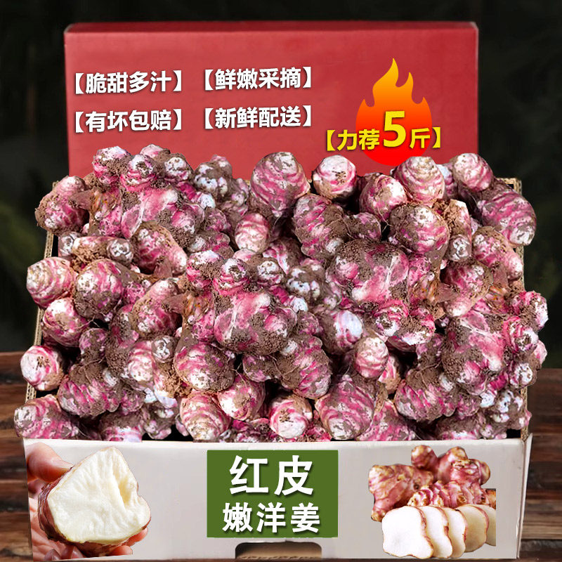 红洋姜新鲜现挖野生鬼子姜不辣蔬菜当季酱菜腌泡菜菊芋生洋姜批发