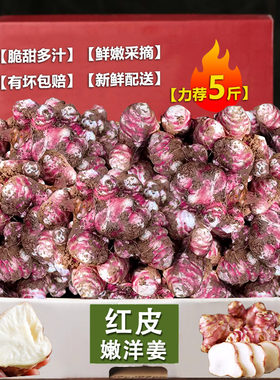 现挖红洋姜3斤，脆嫩鲜香！