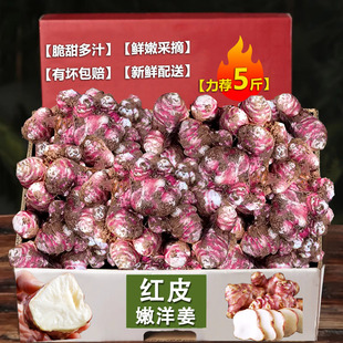 红洋姜新鲜现挖野生鬼子姜不辣蔬菜当季酱菜腌泡菜菊芋生洋姜批发