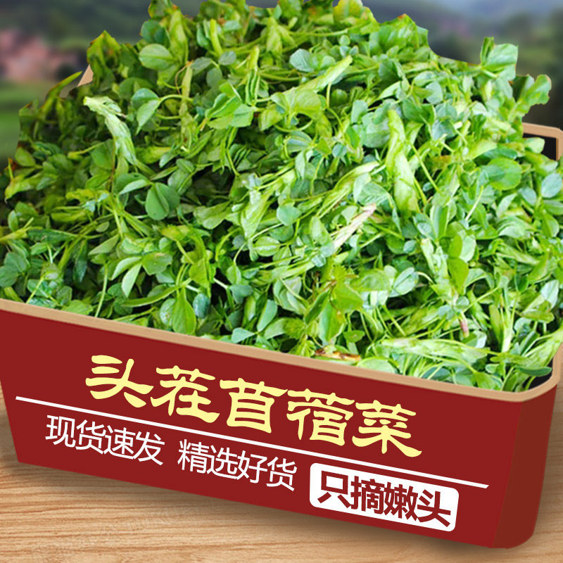 新鲜现摘苜蓿菜头茬正宗蔬菜当季食用山野菜苜蓿芽苜蓿草只摘嫩头