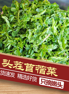 新鲜现摘苜蓿菜头茬正宗蔬菜当季食用山野菜苜蓿芽苜蓿草只摘嫩头