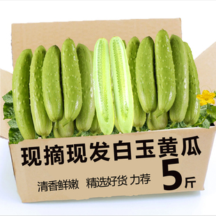 新鲜正宗白玉黄瓜当季新鲜水果孕妇生吃脆嫩鲜香即食当季现摘5斤