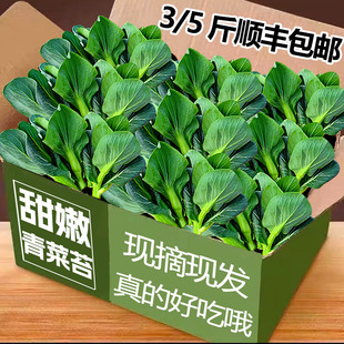 青菜苔新鲜现摘青菜头菜心苏州青农家霜冻矮脚青现摘现发露天蔬菜