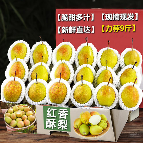 现摘红香酥梨3斤，脆甜多汁！