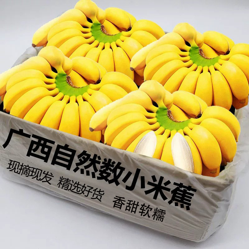 正宗广西小米蕉当季新鲜水果整箱装自然熟小香蕉现摘软糯鲜下现发