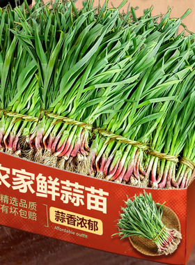 新鲜大蒜苗5斤老品种自种紫皮蒜苗青皮蒜苗叶红根大蒜苗产地直发