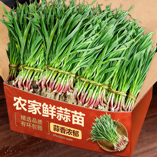 新鲜大蒜苗5斤老品种自种紫皮蒜苗青皮蒜苗叶红根大蒜苗产地直发