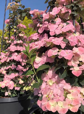 【沁心】粉落跑新娘 绣球花卉盆栽 可爬藤阳台庭院花园植物