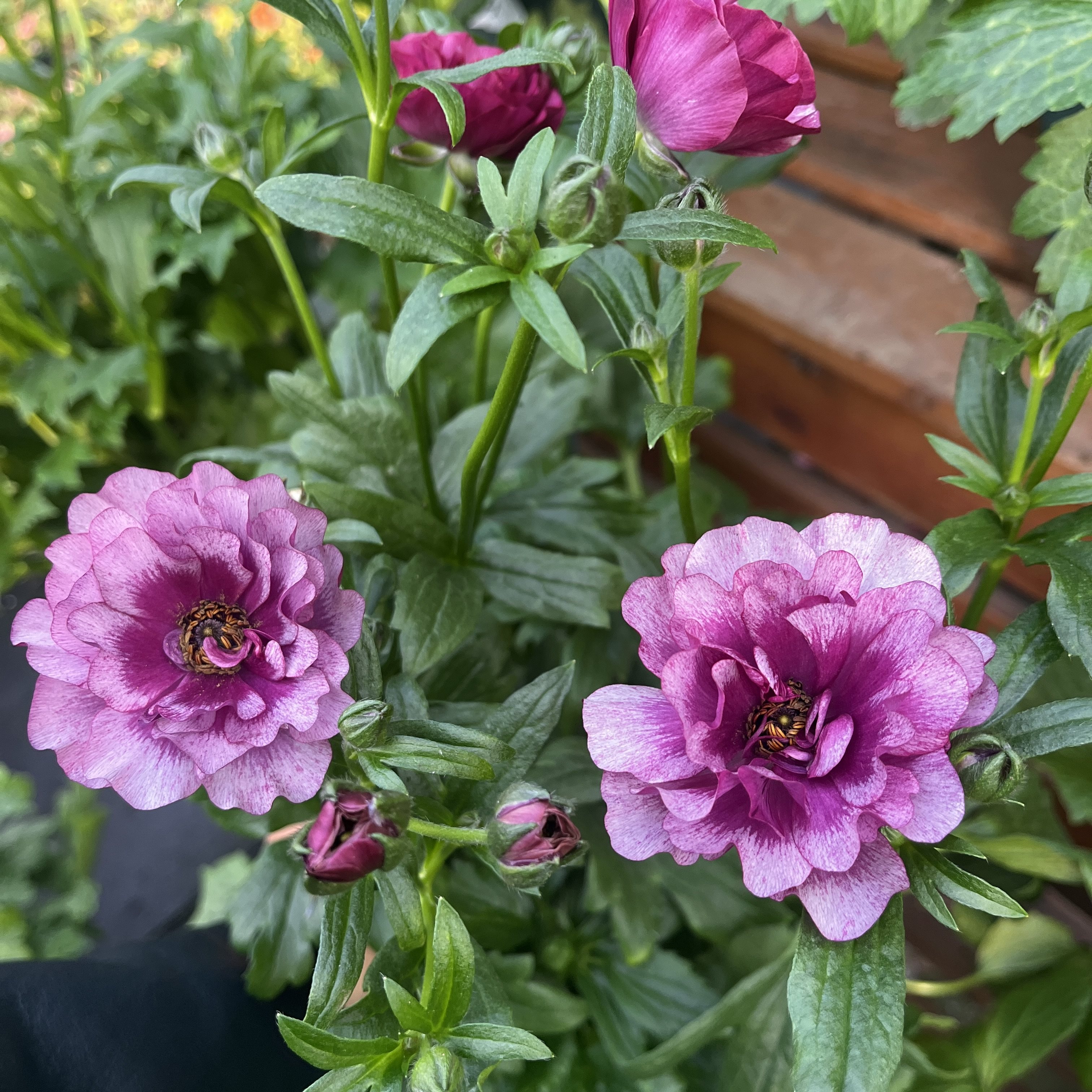 【沁心】紫心蝴蝶/希瓦-进口蝴蝶花毛茛盆栽 花园庭院植物,鲜花速递/花卉仿真/绿植园艺,时令草本花卉,淘宝优惠券,粉丝福利购,淘宝优惠卷