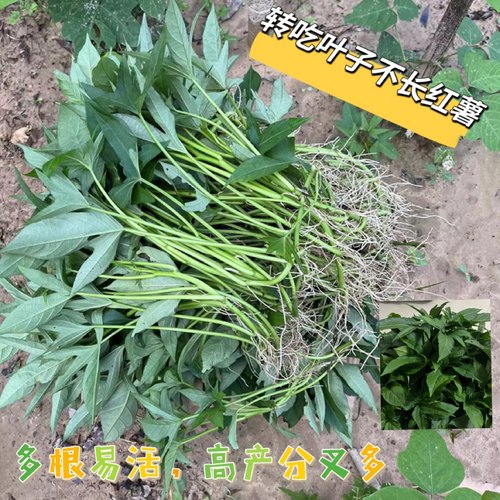 装食叶型地瓜红薯尖苗种植新鲜