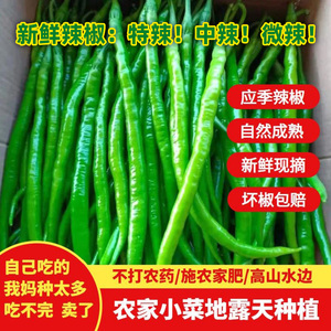 陕西新鲜青椒二荆条辣椒开胃特中辣农家自种薄皮线椒新鲜应季蔬菜