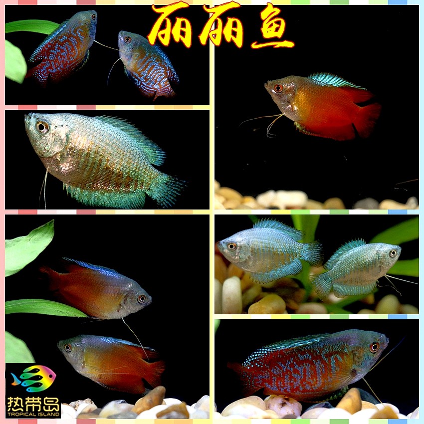 热带鱼观赏鱼活体精品蓝丽丽五彩丽丽血丽丽鱼小型鱼淡水鱼斗鱼