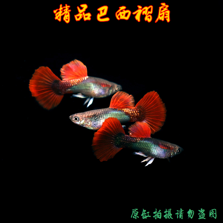 热带鱼孔雀鱼精品巴西褶扇褶鳍大c孔雀鱼活体凤尾鱼