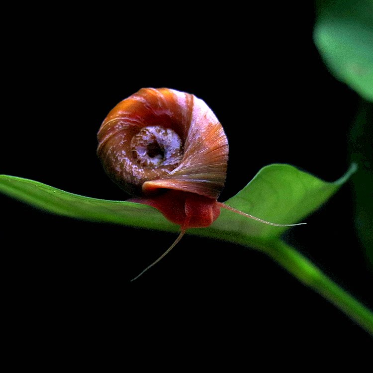 观赏螺宠物螺活体清洁螺苹果螺工具螺除藻螺宠物小蜗牛淡水繁殖螺