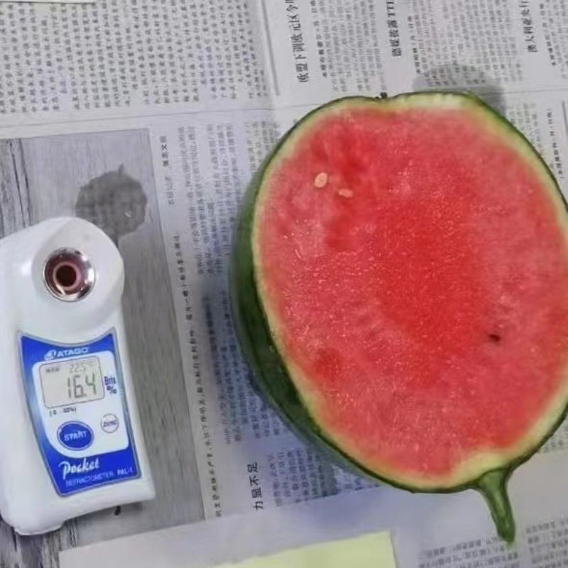 日本原装进口爱娘蜜西瓜种子 糖度↑礼品小西瓜 圆形小西瓜 种子,农用物资,蔬菜种子/种苗,淘宝优惠券,粉丝福利购,淘宝优惠卷