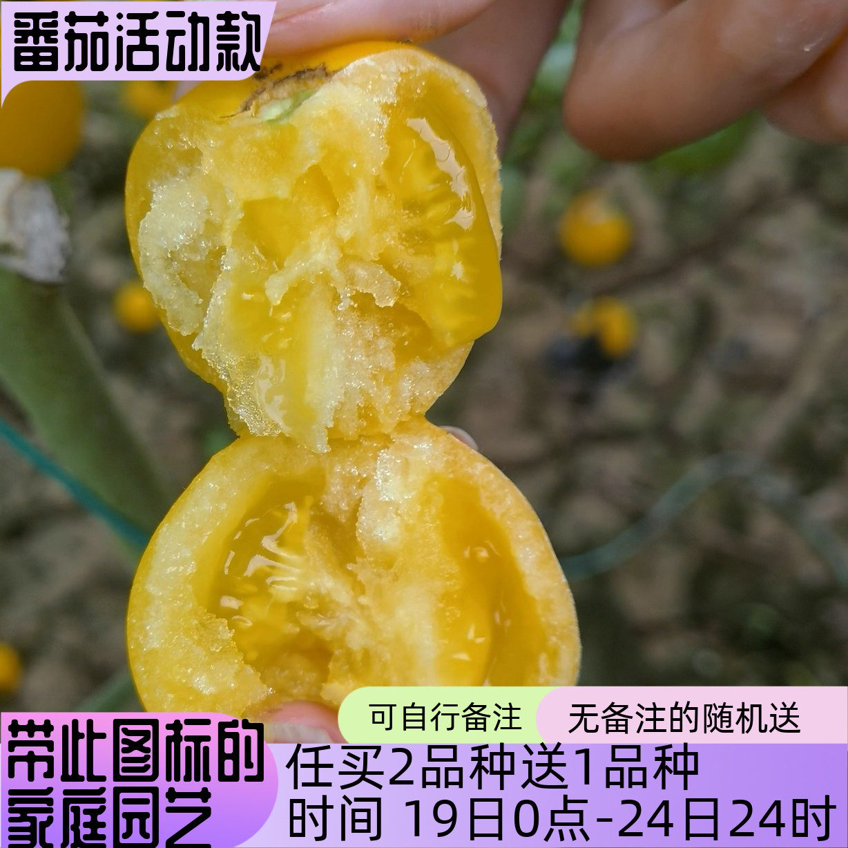 香娇糯叽叽橙黄色果番茄种子单果25克香糯软糯爽口多汁皮薄无渣不,农用物资,蔬菜种子/种苗,淘宝优惠券,粉丝福利购,淘宝优惠卷