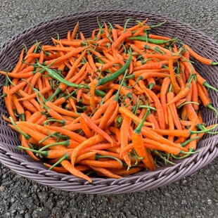 皇贡椒种子 橘黄色的辣椒种子 香港蔡兴利辣椒种子