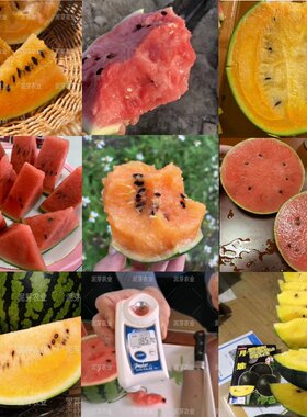 盆栽西瓜种子合集高糖甜脆多汁