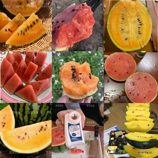西瓜种子合集盆栽小西瓜种子礼品西瓜大西瓜种子皮薄多汁高糖甜脆
