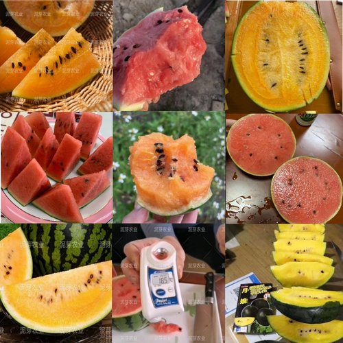 进口西瓜种子合集甜脆多汁易栽培