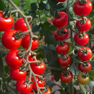 梦想真甜5号番茄种子红色抗TY番茄种子 宏伟种业番茄种子