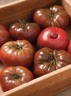 MarneroTomato杂交黑色牛排番茄种子 温室栽培多心室番茄种子