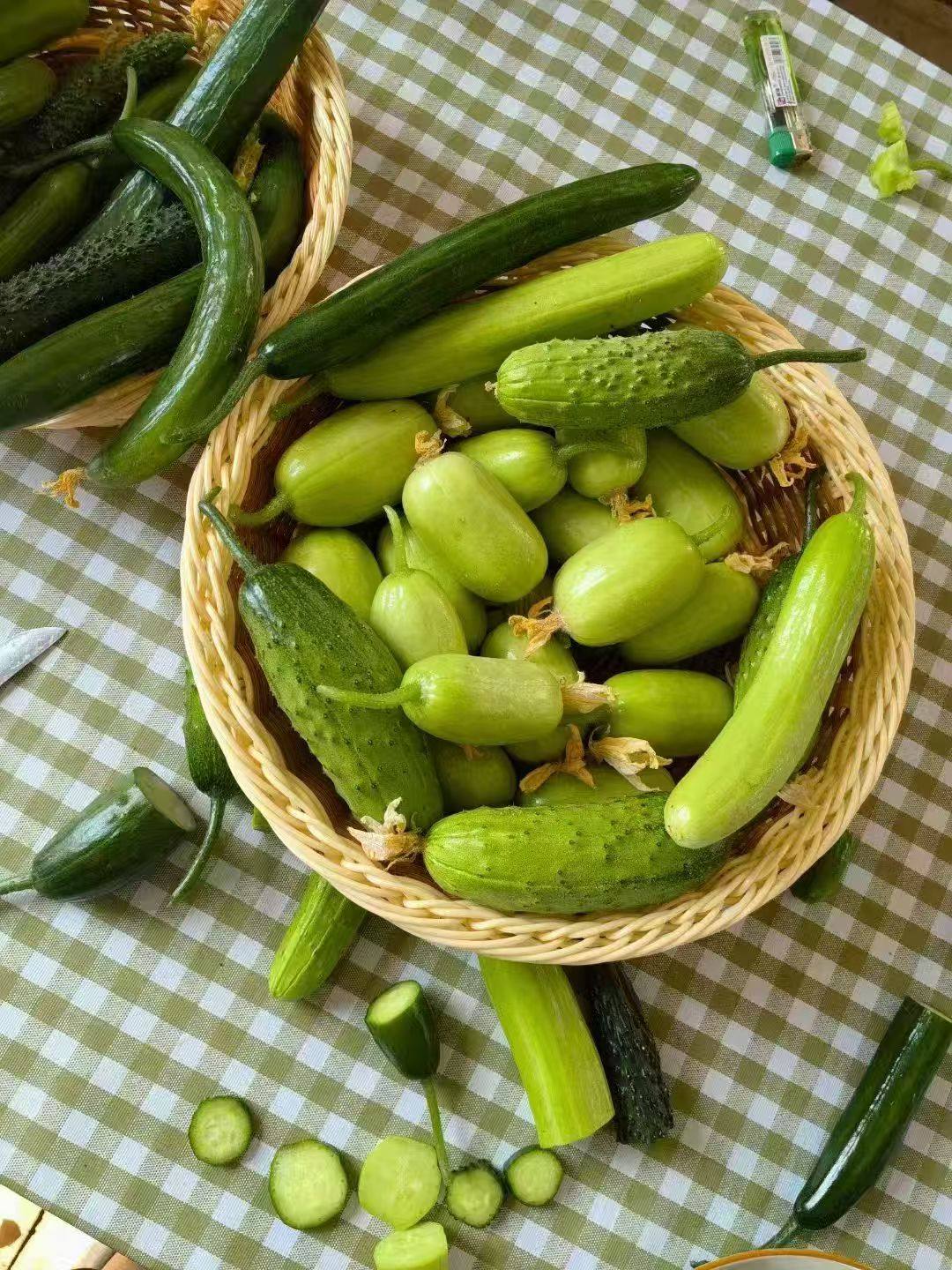 盆栽黄瓜种子合集一休靓瓜水果黄瓜种子脆玉3号翠玉种子口感甜脆,农用物资,蔬菜种子/种苗,淘宝优惠券,粉丝福利购,淘宝优惠卷