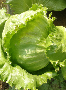 肯德基供应商用的球生菜种子口感甜脆沙拉球生菜种子水培土培生菜