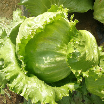 肯德基汉堡结球生菜种子沙拉菜